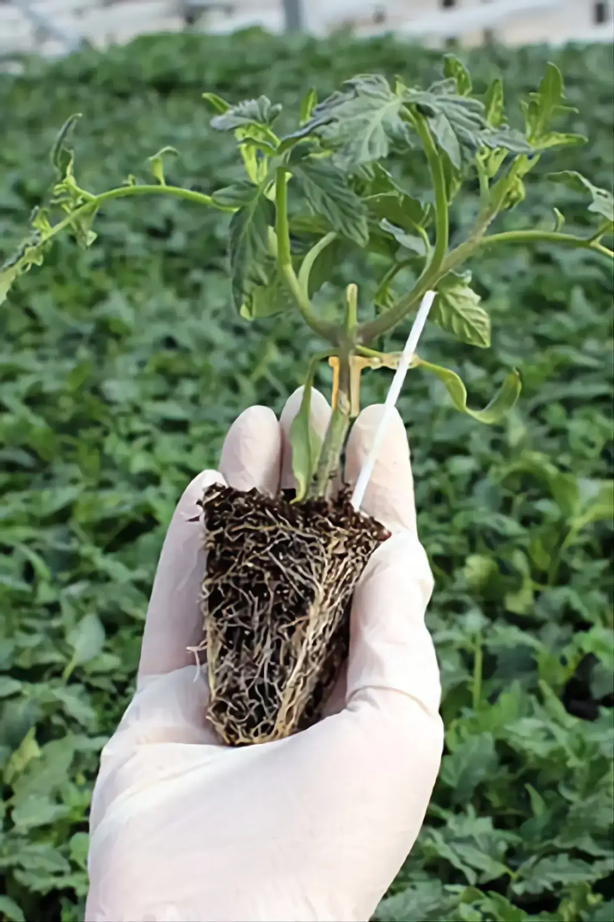 صينية بذور DNP 216 thumbnail 2