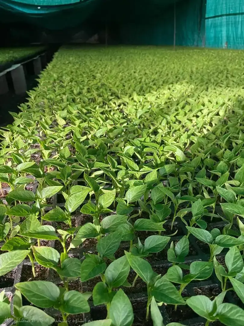 صينية بذور DNP 216 thumbnail 3