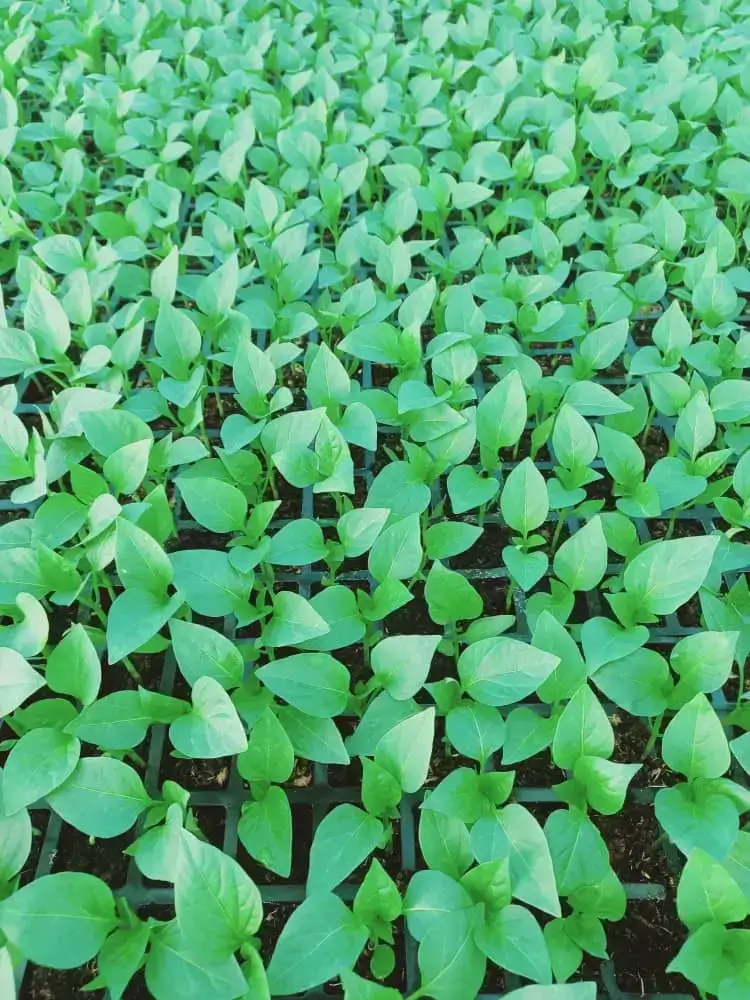 صينية بذور DNP 216 thumbnail 4